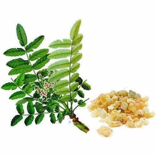 Indian Frankincense extracts Exporter in australia