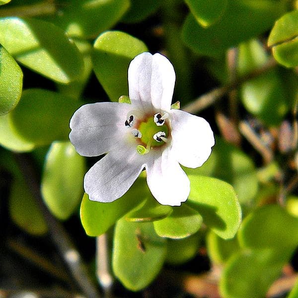 Bacopa monnieri extracts in usa