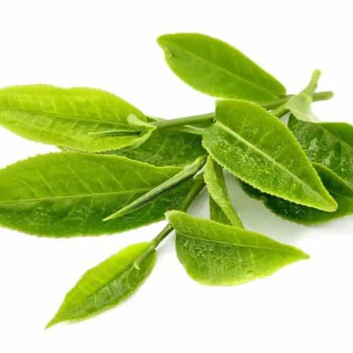 Camellia Sinensis extracts wholesaler