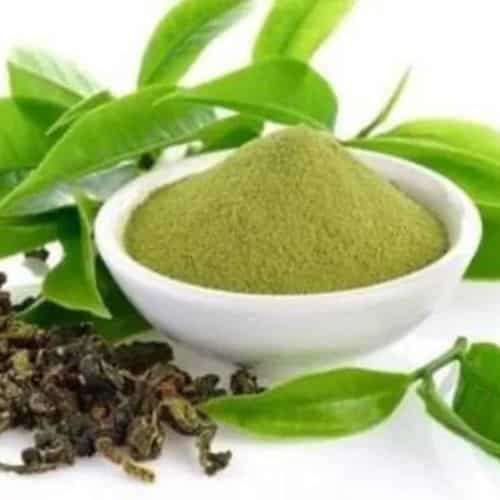 green tea extracts supplier