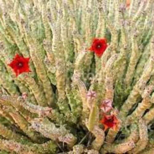 edible cactus extracts supplier
