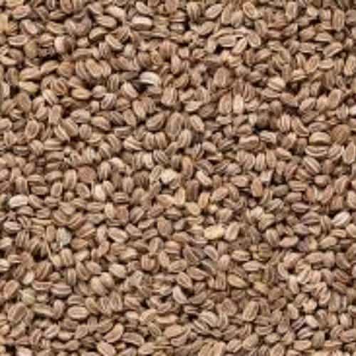 apium graveolens Extract supplier in usa