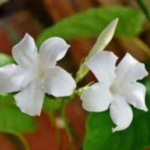 Jasminum Fluminense (Chameli) Plant