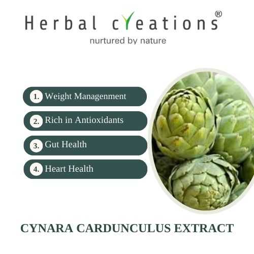 cynara cardunculus extracts supplier in australia