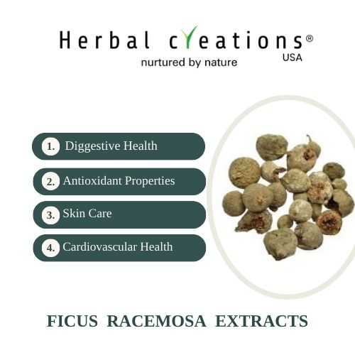 Ficus racemosa Extracts exporter