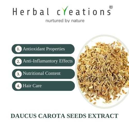 Daucus Carota Seeds (Gajar Seeds) Extracts Manufacturer