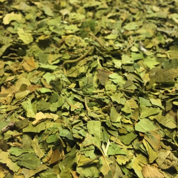 Gymnema sylvestre dry leaf