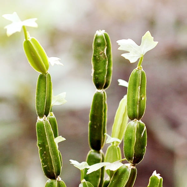Cissus quadrangularis extract plant