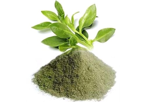 	Andrographis paniculata extract supplier