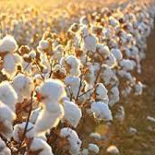 tree cotton  extracts exporter in usa