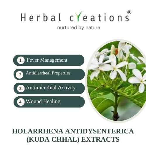 Holarrhena Antidysenterica Extracts Supplier & Manufacturer