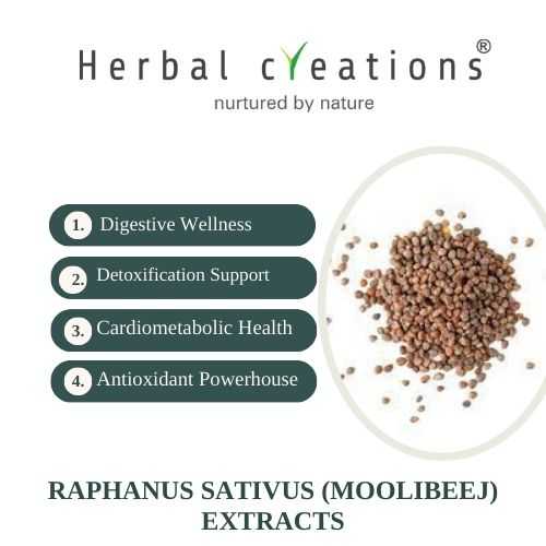Raphanus Sativus (mooli beej) Extracts manufacturer