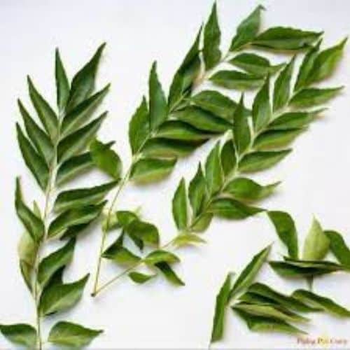 curry leaf extracts Exporter in thailand