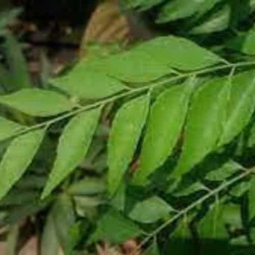 curry leaf extracts supplier