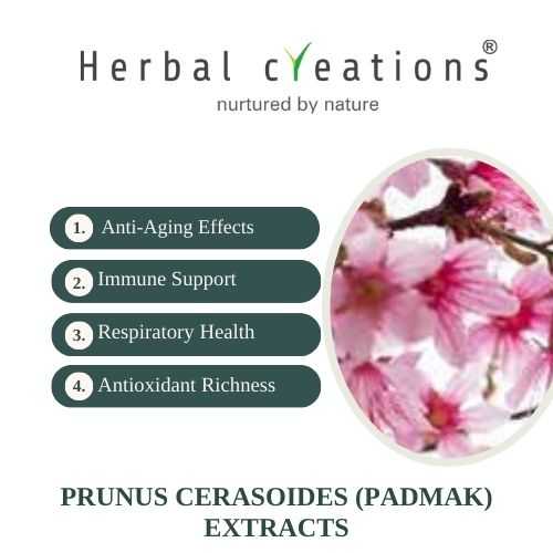 Prunus Cerasoides Extracts Supplier & Manufacturer