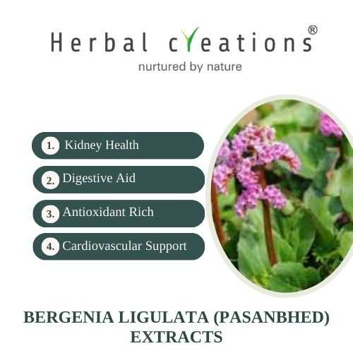 Bergenia Ligulata Extracts Supplier & Manufacturer
