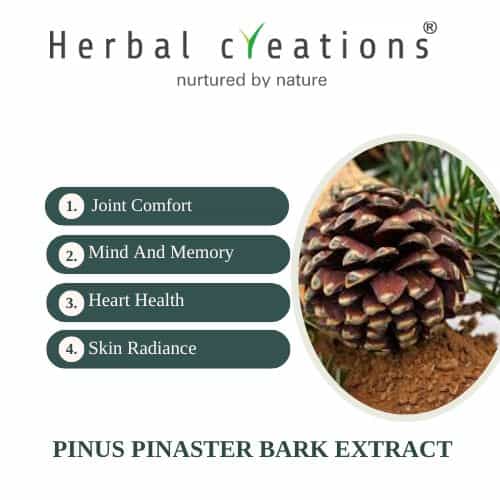 Pinus Pinaster Bark Extracts Supplier & Manufacturer