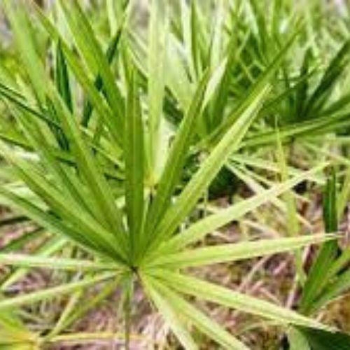 manufacturer of saw palmetto