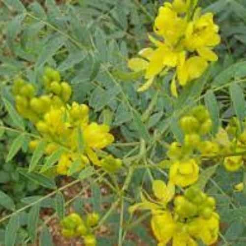 Best Cassia Angustifolia Extracts