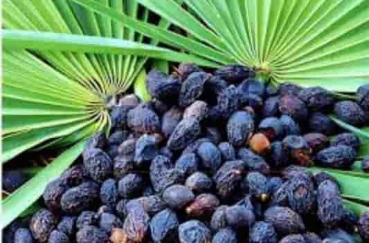 saw palmetto extract supplier and manufacturers