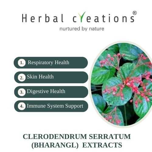 Clerodendrum Serratum (Bharangi) extracts supplier and manufacturer