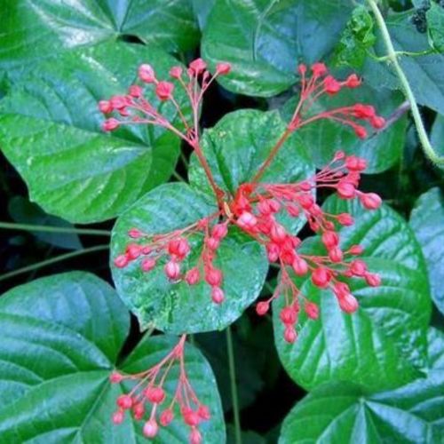 Clerodendrum Serratum (Bharangi) plant