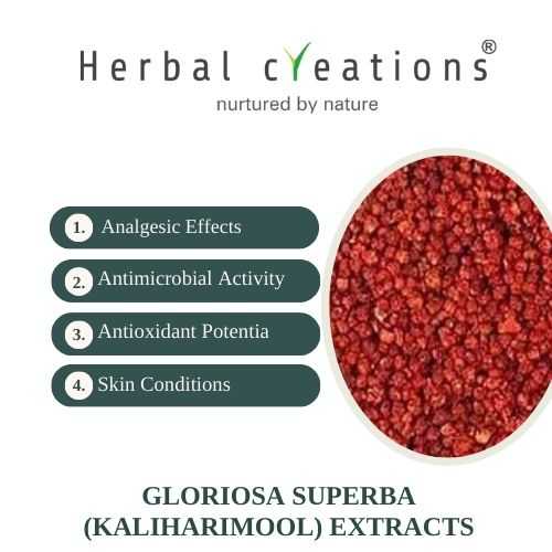 Gloriosa superba Extracts Supplier & Manufacturer