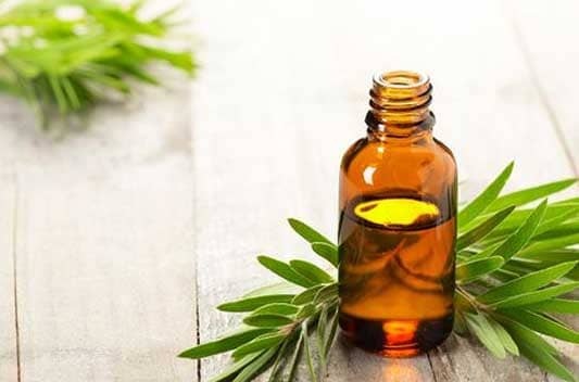 Vitis Vinifera extract supplier