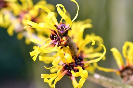 witch hazel extract supplier india