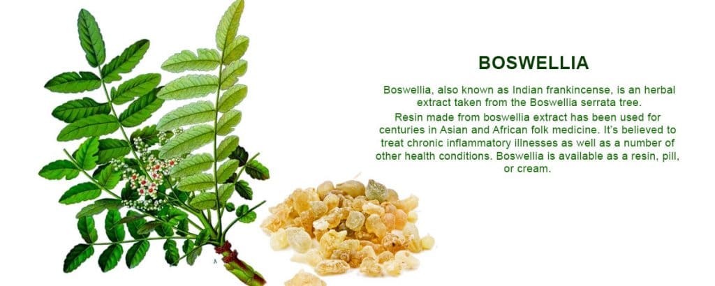 boswellia extract supplier