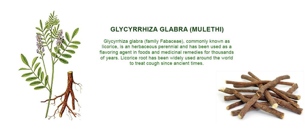 glycyrrhiza glabra uses