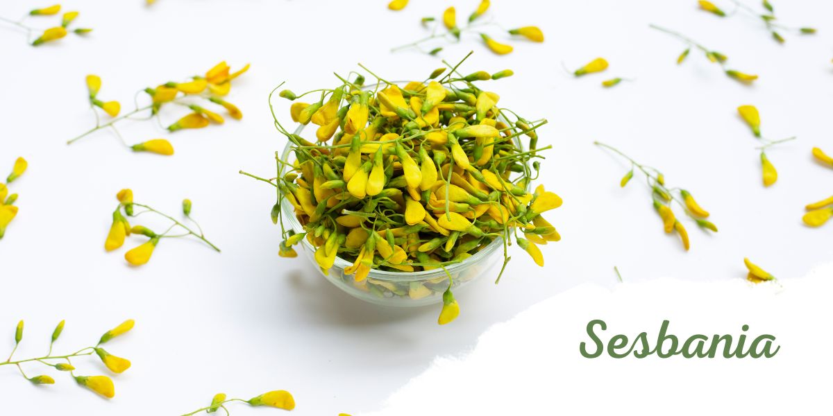 Sesbania extract supplier in india